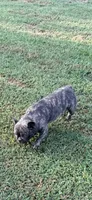 Riley, a female French Bulldog for sale in Topeka, KS – 5 of 7