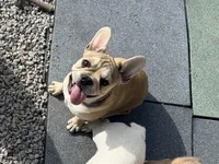 Walter, a male French Bulldog for sale in Topeka, KS – 3 of 10