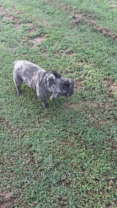 Riley, a female French Bulldog for sale in Topeka, KS – 7 of 7