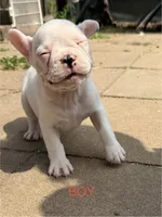 Petey, a male French Bulldog for sale in Topeka, KS – 2 of 3