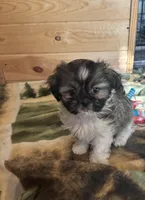 Brown female, a female Shih Tzu for sale in Mayetta, KS – Photo 3 of 3