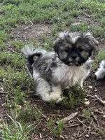 Brown female, a female Shih Tzu for sale in Mayetta, KS – Photo 2 of 3