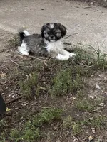 Brown female, a female Shih Tzu for sale in Mayetta, KS – Photo 1 of 3