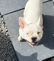 Petey, a male French Bulldog for sale in Topeka, KS – 2 of 8