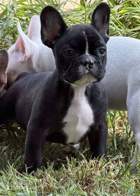 Roodie – French Bulldog puppy for sale in Topeka, KS