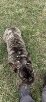 Riley, a female French Bulldog for sale in Topeka, KS – 2 of 3