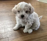 Male 2, a male Mal Shi for sale in Mayetta, KS – Photo 1 of 5