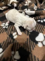 Male 2, a male Mal Shi for sale in Mayetta, KS – Photo 3 of 5