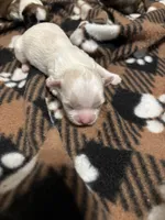 Male 2, a male Mal Shi for sale in Mayetta, KS – Photo 2 of 5