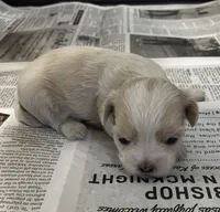 Male 2, a male Mal Shi for sale in Mayetta, KS – Photo 5 of 5