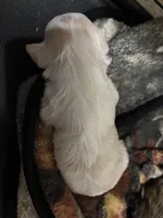 Male 2, a male Mal Shi for sale in Mayetta, KS – Photo 4 of 5