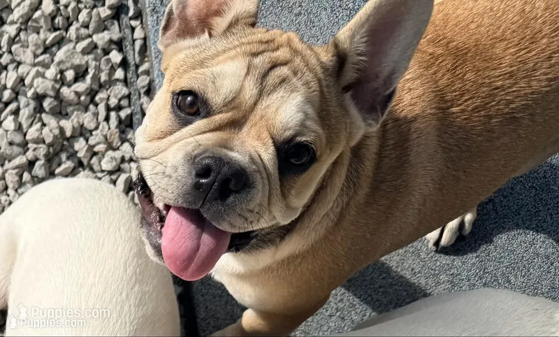 Walter – French Bulldog puppy for sale in Topeka, KS