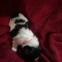 Light pink, a female Shih Tzu for sale in Mayetta, KS – Photo 2 of 4