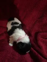 Light pink, a female Shih Tzu for sale in Mayetta, KS – Photo 2 of 2