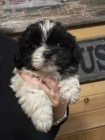 Light pink, a female Shih Tzu for sale in Mayetta, KS – Photo 1 of 4