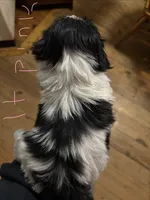 Light pink, a female Shih Tzu for sale in Mayetta, KS – Photo 4 of 4