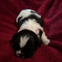 Light pink, a female Shih Tzu for sale in Mayetta, KS – Photo 3 of 4