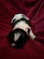 Light pink, a female Shih Tzu for sale in Mayetta, KS – Photo 1 of 2