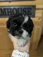 Blue, a male Shih Tzu for sale in Mayetta, KS – Photo 1 of 3