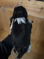 Blue, a male Shih Tzu for sale in Mayetta, KS – Photo 3 of 3