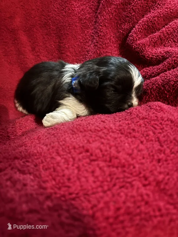 Blue, a male Shih Tzu for sale in Mayetta, KS – Photo 1 of 1