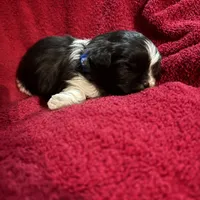 Blue, a male Shih Tzu for sale in Mayetta, KS – Photo 2 of 3