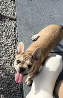 Walter, a male French Bulldog for sale in Topeka, KS – 4 of 10