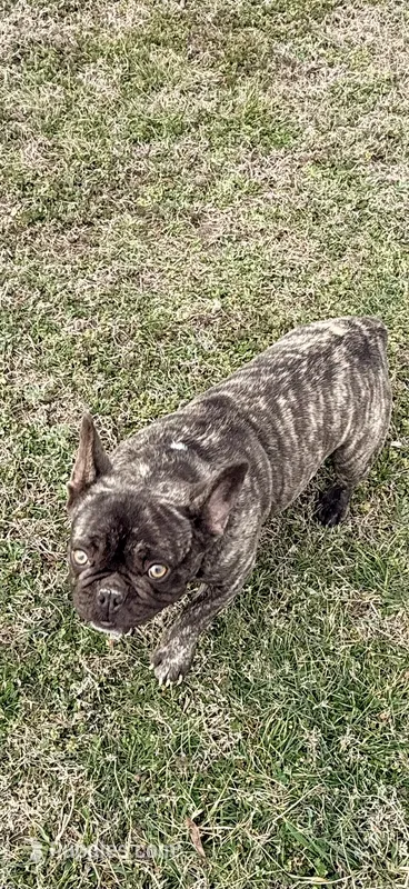 Riley – French Bulldog puppy for sale in Topeka, KS