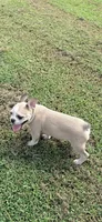 Teddy, a male French Bulldog for sale in Topeka, KS – 6 of 10