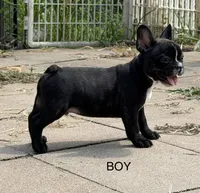 Roodie, a male French Bulldog for sale in Topeka, KS – 2 of 4