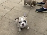 Teddy, a male French Bulldog for sale in Topeka, KS – 5 of 5