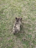 Riley, a female French Bulldog for sale in Topeka, KS – 3 of 3