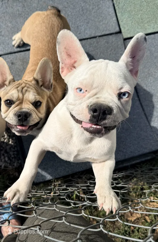 Petey – French Bulldog puppy for sale in Topeka, KS