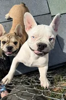 Petey, a male French Bulldog for sale in Topeka, KS – 1 of 8
