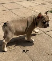 Walter, a male French Bulldog for sale in Topeka, KS – 3 of 4