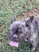 Riley, a female French Bulldog for sale in Topeka, KS – 1 of 7