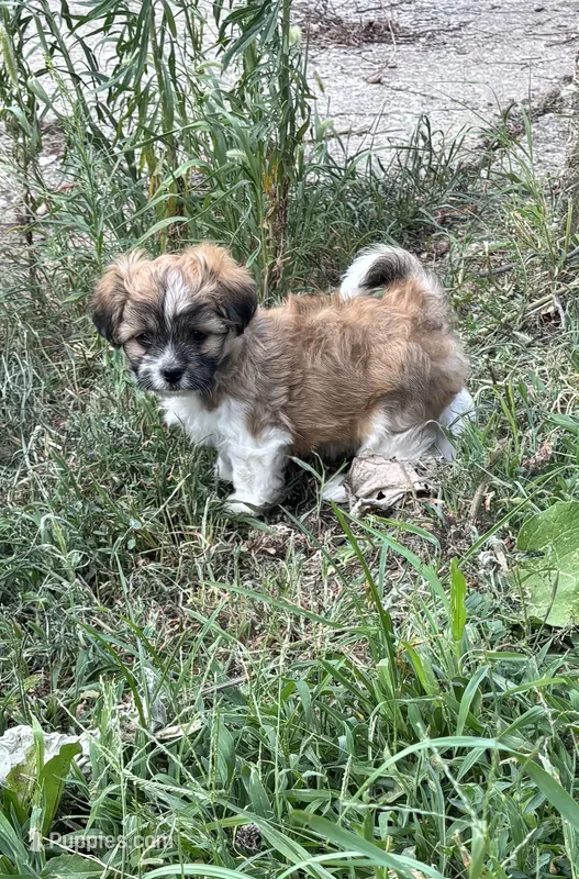 Boy – Maltese, Shih Tzu puppy for sale in Topeka, KS