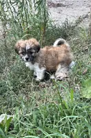 Boy, a male Maltese and Shih Tzu for sale in Topeka, KS – 1 of 1