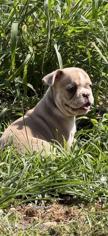Graham – French Bulldog puppy for sale in Topeka, KS