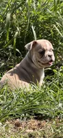 Graham, a male French Bulldog for sale in Topeka, KS – 3 of 5