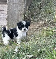 Girl, a female Maltese and Shih Tzu for sale in Topeka, KS – 2 of 3