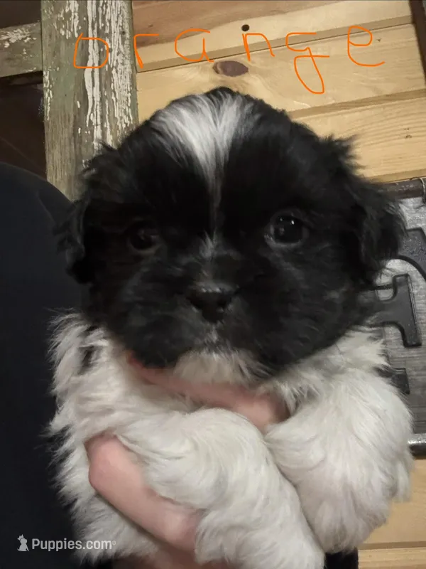 Orange girl – Shih Tzu puppy for sale in Mayetta, KS