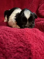 Orange girl, a female Shih Tzu for sale in Mayetta, KS – Photo 1 of 2