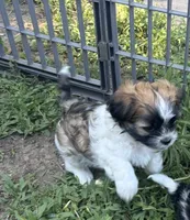 Brownie, a male Mal Shi for sale in Mayetta, KS – 2 of 4