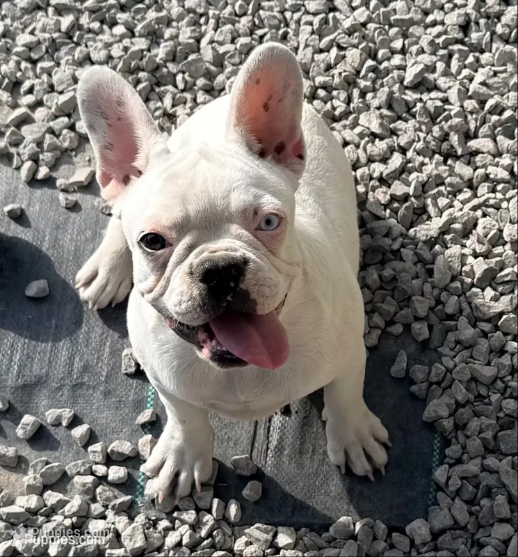 Gemma – French Bulldog puppy for sale in Topeka, KS