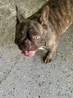Riley, a female French Bulldog for sale in Topeka, KS – 6 of 7