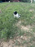 Girl, a female Maltese and Shih Tzu for sale in Topeka, KS – 3 of 3