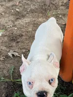Petey, a male French Bulldog for sale in Topeka, KS – 5 of 8