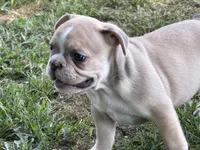 Graham, a male French Bulldog for sale in Topeka, KS – 5 of 5
