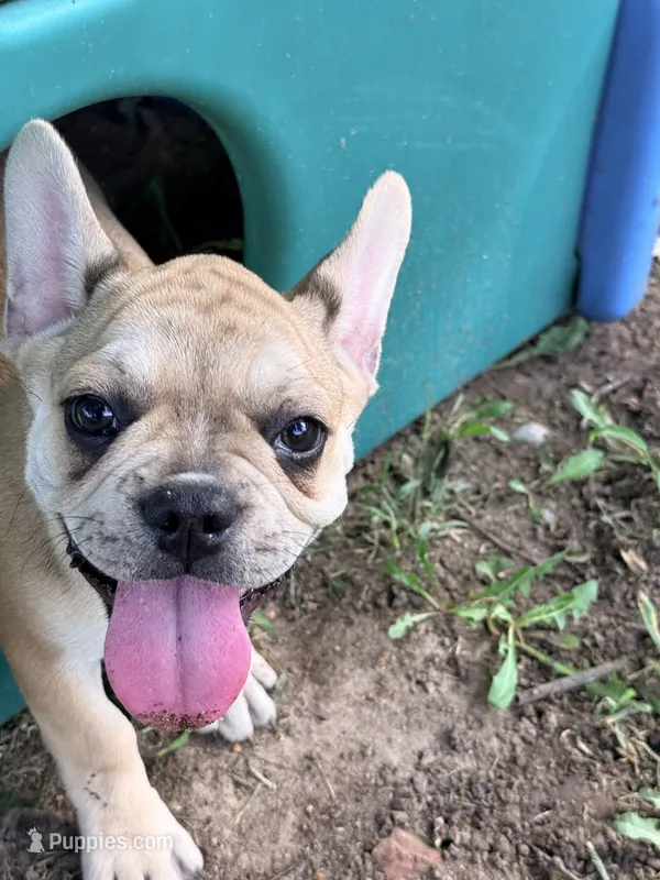 Walter – French Bulldog puppy for sale in Topeka, KS